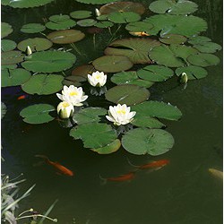 Jet Nénuphar Waterlily, 12 jets fixes flottant, ill. LED