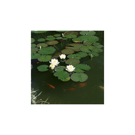 Jet Nénuphar Waterlily, 12 jets fixes flottant, ill. LED