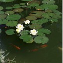 Jet Nénuphar Waterlily, 12 jets fixes flottant, ill. LED