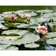 Jet Nénuphar Waterlily, 12 jets fixes flottant, ill. LED