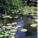 Jet Nénuphar Waterlily, 12 jets fixes flottant, ill. LED
